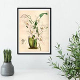 White Orchid vintage botanical illustration print