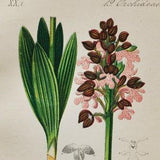 Sombre Bee-Orchid Print - Original Antique Botanical 1880s - Orchis fusca (plant flower seed orchidaceae pink purple dark ophrys europe)