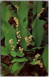 Lily-of-the-Valley - Convallaria Majalis - White Flowers - Postcard 5986