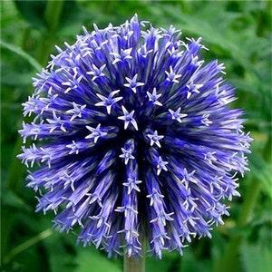 50pcs Beautiful Blue Color Giant Allium Giganteum Flower Seeds Rare Perennial Flowers
