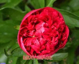 PHOTO  PEONY ROSE COMING INTO FULL BLOOM IN THE GARDEN.