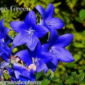BALLOON FLOWER ASTRA Blue - 250 seeds - bellflower Platycodon - Perennial Flower