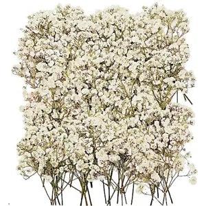 Mini Bulk Dried Babys Breath Flowers 3 Inch, Small Babies Breath Flowers