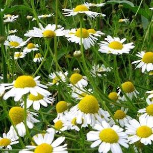 German Chamomile Herb Seeds - Open-Pollinated for Seed Saving - Non-Hybrid & Non-GMO - Heirloom Canada Herb Seeds