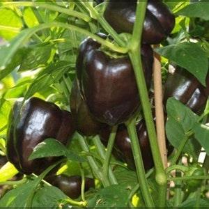 20 Seeds-Chocolate Beauty pepper seeds-Non GMO-Z099