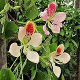 Bauhinia monandra 10 SEEDS Pink Orchid Tree Fresh Seeds