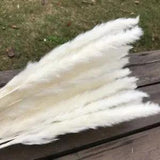 Dried Natural Grass Reed Flower - Dry Small Pampas Reeds Bulrush Bouquet Decor