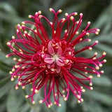 Red Spider Flower - Grevillea sp. - Rare Plant Seeds - Scarlet spiderling, Red-Pink, Crimson spiderwort, Fire Spider Flower, Red Bottlebrush