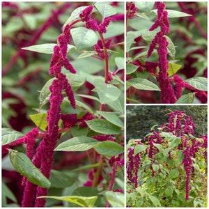 Love Lies Bleeding HEIRLOOM AMARANTH SEEDS - Foxtail or Tassle Flower / Amaranthus is a Historical Garden Plant - Fresh Heirloom Grain Seeds