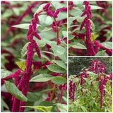 Love Lies Bleeding HEIRLOOM AMARANTH SEEDS - Foxtail or Tassle Flower / Amaranthus is a Historical Garden Plant - Fresh Heirloom Grain Seeds