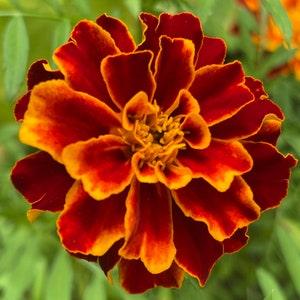 French Marigold 100 Seeds