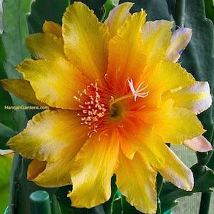 1 cutting/ leaf/ stem Rare Acapunco Sunset Epiphyllum Orchid Cactus 6-8???