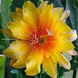 1 cutting/ leaf/ stem Rare Acapunco Sunset Epiphyllum Orchid Cactus 6-8???