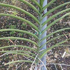 Orchid Vanda Merv L Velthius x Adisak White Sun Tolerant