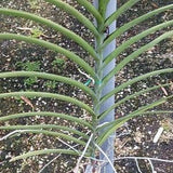 Orchid Vanda Merv L Velthius x Adisak White Sun Tolerant