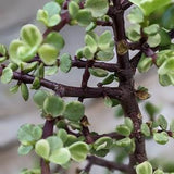 Portulacaria afra, variegated Spekboom, Mini Jade, Elephant Bush Cuttings