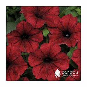 Caribou Seed Company: TIDAL WAVE 'Red Velour' Petunia Seeds - Trailing/Spreading Petunia, Mass of Blooms!  High Quality & Fresh (10 seeds)