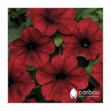 Caribou Seed Company: TIDAL WAVE 'Red Velour' Petunia Seeds - Trailing/Spreading Petunia, Mass of Blooms!  High Quality & Fresh (10 seeds)