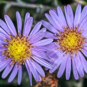 Violet Daisy Chamomile Alpine Aster 30 Pcs Fresh Seeds Aster alpinus L. Flower seeds Organic seeds Non GMO