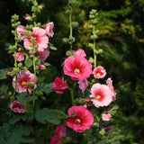 Hollyhock Flower Seeds  - RED PINK Jewel Mix- New- Organic- 2023 seeds-Canada grown-Bees and butterflies love it
