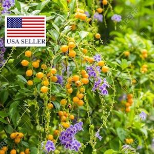 Duranta erecta - Golden Dewdrop - 5 Seeds