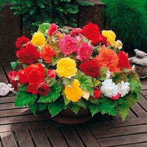 Begonia Grandis Seeds - Hardy Begonia Seeds - Begonia Grandiflora Mix Seeds - Begonia x tuberhybrida - Perennial Flower Seeds