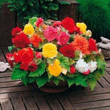 Begonia Grandis Seeds - Hardy Begonia Seeds - Begonia Grandiflora Mix Seeds - Begonia x tuberhybrida - Perennial Flower Seeds
