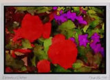 Wild Flowers Plants 013024 Red Ranunculus And Purple Browalia Ltd Ed A3 W