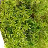 Cleaned live sphagnum one gallon