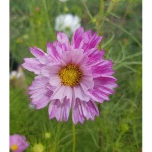 55  Organic Non-GMO Cosmos Sea Shells Flower Seeds.