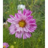 55  Organic Non-GMO Cosmos Sea Shells Flower Seeds.