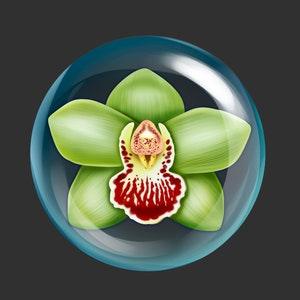 Shenzhen Nongke Orchid Art For Sale - ???????? ?m???