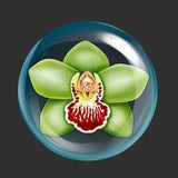 Shenzhen Nongke Orchid Art For Sale - ???????? ?m???