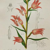 Red Helleborine Orchid Print - Original Antique Botanical 1880s - Cephalanthera rubra (plant flower seed orchidaceae orchis Orchidaceae)