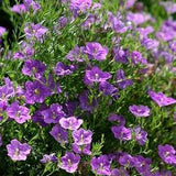 50+ Nierembergia  Hippomanica Seeds-Purple Robe Flower Seeds-Beautiful Award Winning Perennial-B271