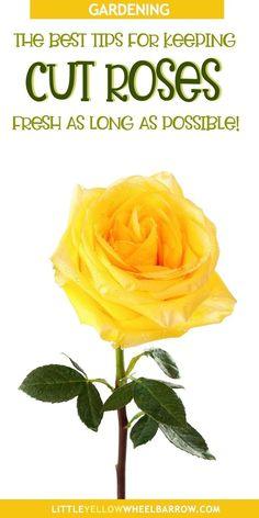 Keeping Cut Roses Fresh Flower Delivery