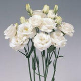 Lisianthus Rosita White - Lisianthus - Flowers and Fillers - Flowers by category Flower Delivery