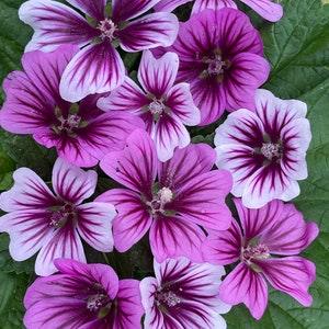 French Hollyhocks Malva SEEDS Malvasia sylvestris mixed Dizzy Bees Urban Garden *Combined Shipping*
