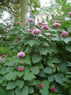 Top 10 Unusual Fragrant Plants and Herbs to Grow in Your Garden Flower Delivery