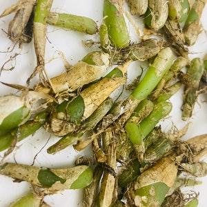 Jeevak, Jivak, Malaxis Acuminata, Microstylis Wallichi, Malaxis Wallichi