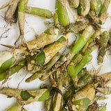 Jeevak, Jivak, Malaxis Acuminata, Microstylis Wallichi, Malaxis Wallichi