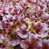 Leaf Lettuce - Lollo Rossa 1g - 200 NON GMO Seeds - Lactuca Sativa