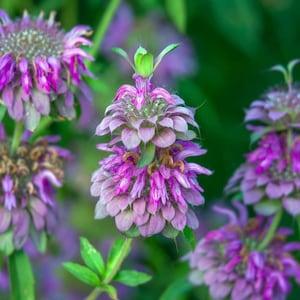 Lemon Bergamot Bee Balm Seeds | Monarda citriodora | 50+ seeds - Perennial - Organic, Open Pollinated - Medicinal & Fragrant
