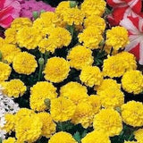 French Marigold Gypsy Sunshine Flowers 1g - 100 Seeds - Tagetes Patula NON GMO