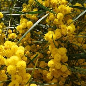 30 Seeds Vachellia Arabic Gum Tree - Acacia nilotica - Babul, Thorn Mimosa, Egyptian acacia, Thorny acacia