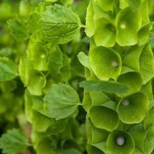 200 Organic Bells of Ireland Flower Seeds Green Moluccella Laevis Molucca Balmis Shell Samen Semi Sementi Semillas Graines Nasiona Zaad