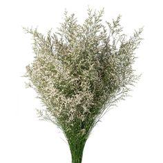 Limonium Misty Blue or White 10 Bunches - white Flower Delivery