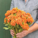 Queen Orange Improved Celosia seeds 15 count