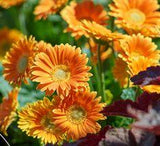 Garden Jewels? Gerbera Daisy  - Southern Living Plants Flower Delivery