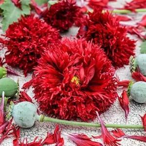 50+ Crimson Feathers Poppy Seeds / Papaver somniferum / Flowers / English Garden / Pom pom / Cloud Poppy Seeds  / Breadseed / Fringe